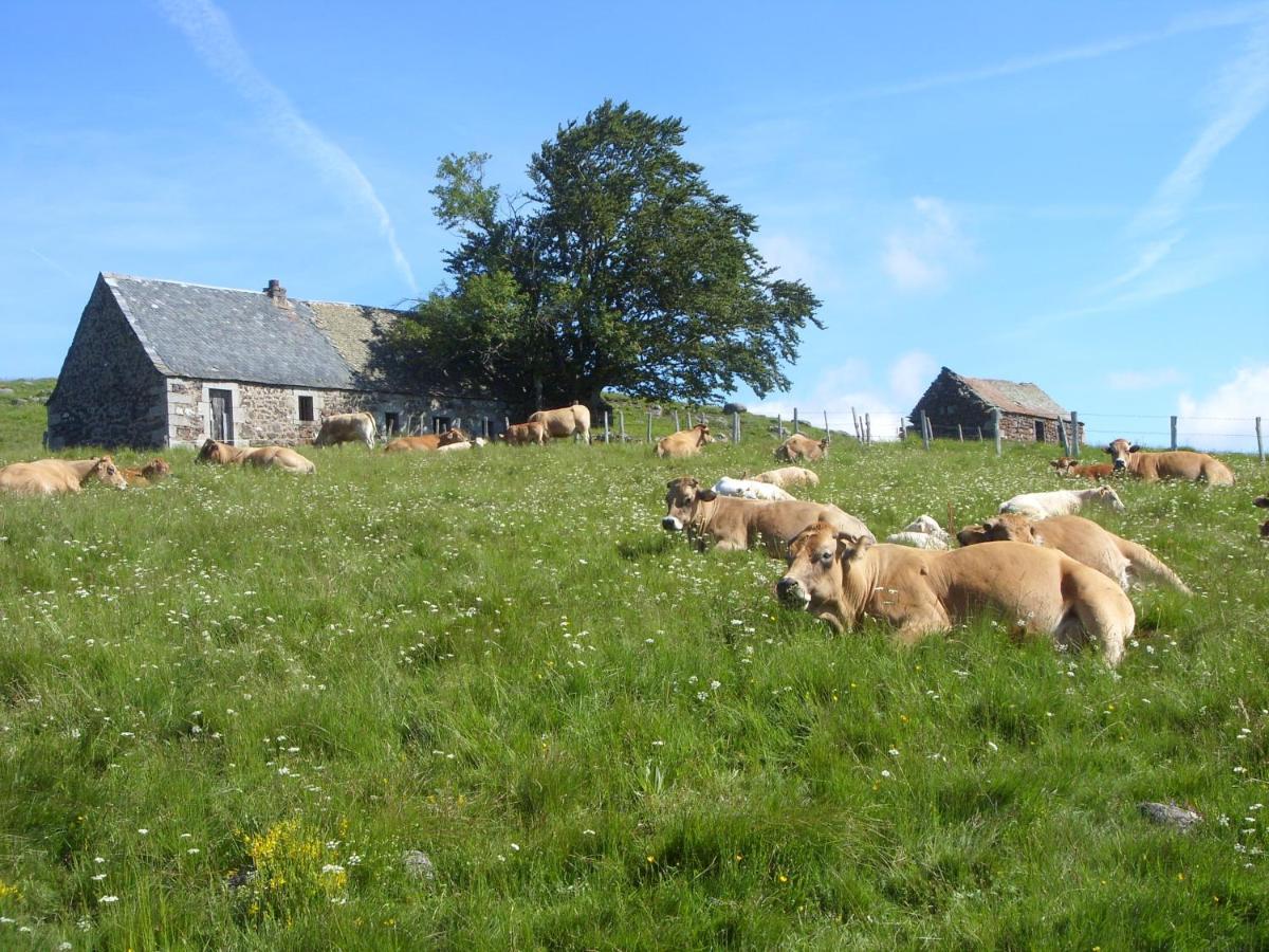 Chambres D'Hotes Le Lepadou-Bas Saint-Chély-dʼAubrac Zewnętrze zdjęcie