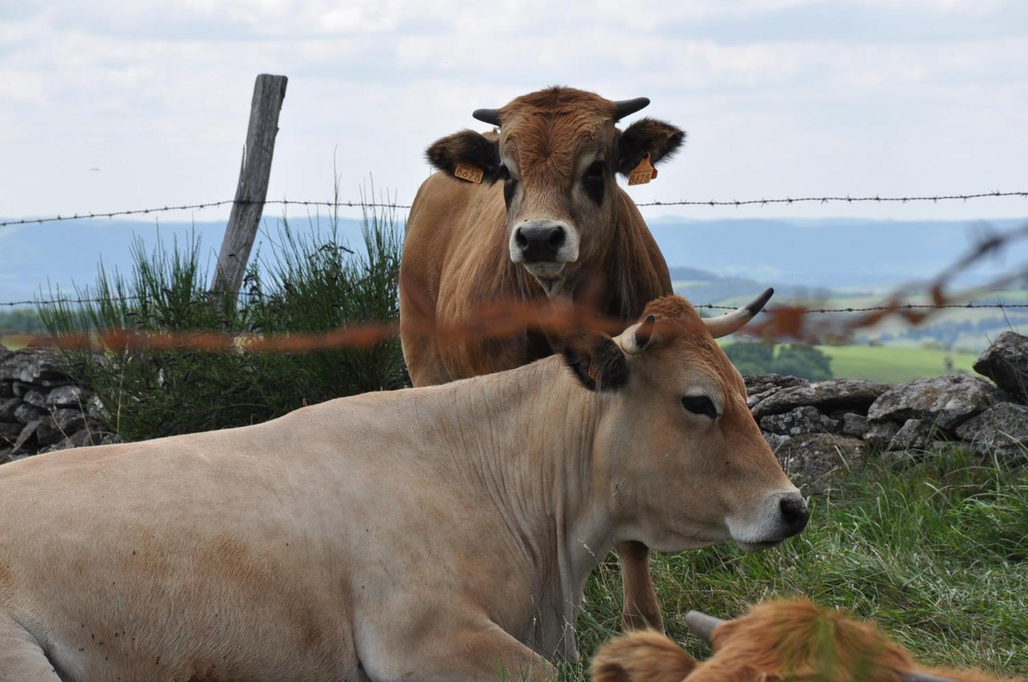Chambres D'Hotes Le Lepadou-Bas Saint-Chély-dʼAubrac Zewnętrze zdjęcie